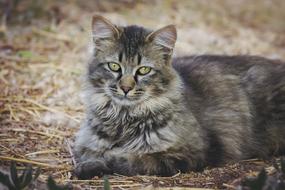 Cat Animal Nature