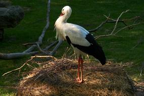 Stork Bird Rattle nest