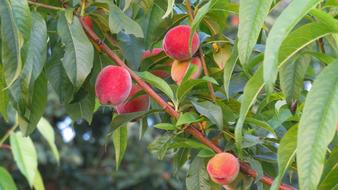 Ripe sweet peaches on a tree