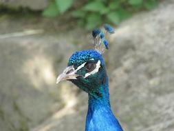 Peacock Head Bird