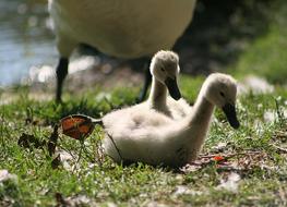 Small Swans Birds