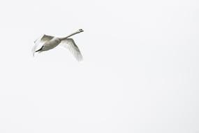 Swan Bird Swans Whooper