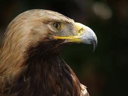 Steenarend Animals Bird
