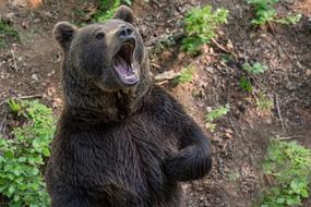 Bear Brown Teddy