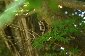 Animal Fresh Green Wood