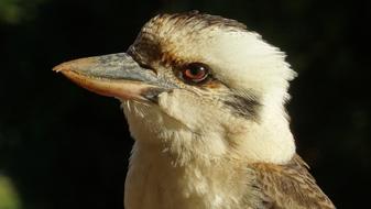 Australia Bird kookaburra in Wildlife