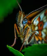 Macro Insect Bespozvonochnoe