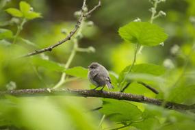Bird Baby Animal
