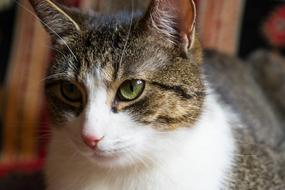 Cat Pet Animal