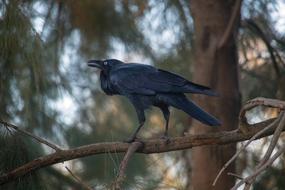 big black crow on a branch