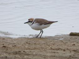 Bird Charadrius Dubius Ebro Delta