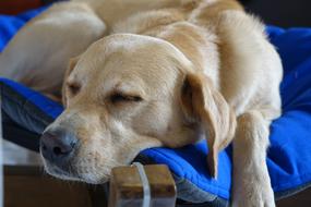 Dog Sleeping Bed