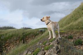 France Coast Dog