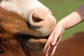 horse kisses the hand of the human