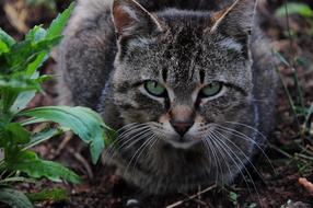Cat Pictures Kitty