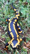 Fire Salamander