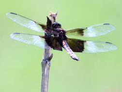 a magnificent dragonfly on a branch