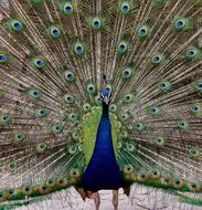 colorful peacock with an open tail