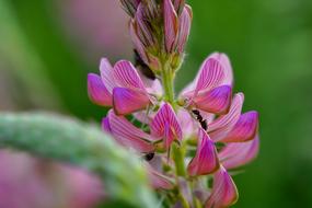 Chuck Sainfoin Ant Insect macro photo