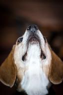 Head of pet dog