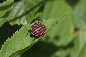 Bug Sheet Sitting
