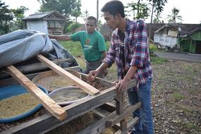 men looking at the grain harvest
