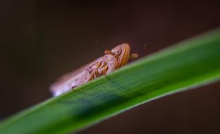 Macro Insect For Ordinary High Rot