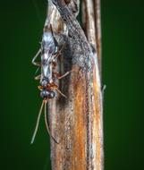 Macro