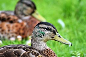 Duck Bird Water