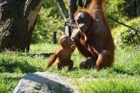 Monkeys Chimps in Zoo