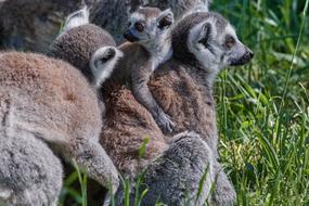Ape Lemur Family Young