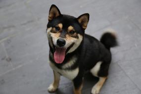 Pet