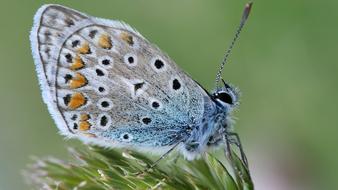 Butterfly White Blue