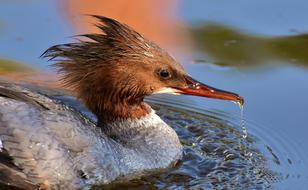 Merganser Mergus Duck