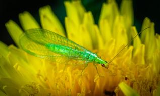 Zlatovlaska Insect