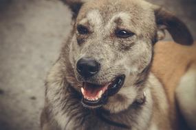 Dog Animal