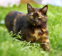 Animal Domestic Cat On grass