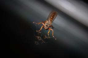 Mosquito Insect Close Up