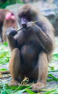 Baboon Animal Eating
