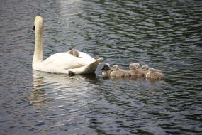 Swan Swans Water Bird