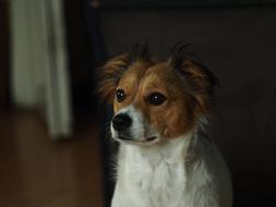 Dog And The Tramp Animal