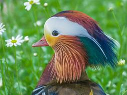 Mandarin Ducks Duck Animal