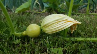 flowering vegetable in the garden