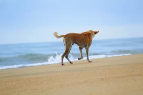 Dog Beach Animal