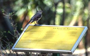 Mockingbird Bird Feathered Race