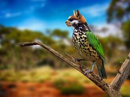 Digiart Cat Bird Animal