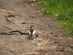 Woodpecker Park Summer