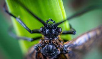 Insect Portrait