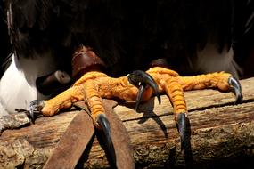 Adler Bald Eagle Feet