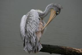 Bird Bill Nature